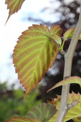 Davidia involucrata 'Vilmoriniana' - davídie listenová - jarní list - rub